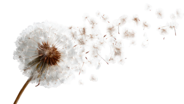 Dandelion seeds scattering (1)