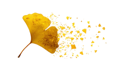 A ginkgo leaf dispersing into fragments
