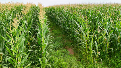 A scenic view of a cornfield with a winding path between towering green corn plants. The lush greenery showcases a productive agricultural landscape in summer.
