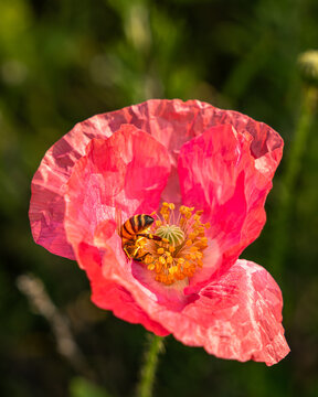 Bee eating pollen in a California Poppy
