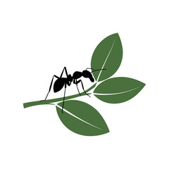 Ant on Leaf Vector Illustration – Black Insect Crawling on Green Leaves Isolated on White Background