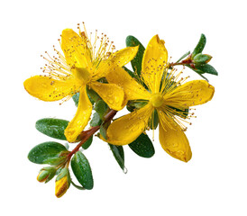 Close-up of vibrant yellow flowers with green leaves.  Dew drops adorn petals and leaves.  Small flower buds are visible