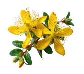 Close-up of vibrant yellow flowers with green leaves.  Dew drops adorn petals and leaves.  Small flower buds are visible