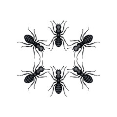 Ant Vector Illustration Set – Black Insect Collection Design on White Background