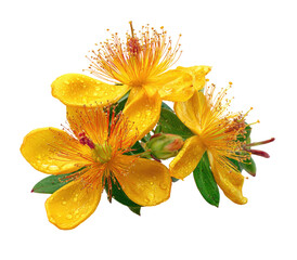 Close-up of three bright yellow flowers with delicate orange stamens, glistening with water droplets