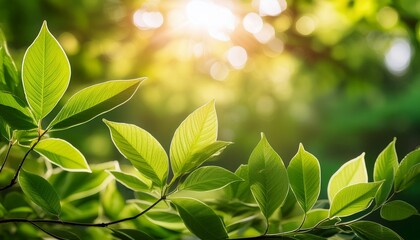Obraz premium green foliage and sunlight close up of lush green leaves gently reaching toward the warm sunlight evoking a sense of peace freshness and natural beauty