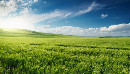 lush green field of crops under a bright sky
