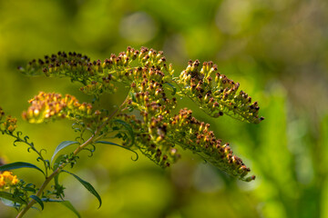 Solidago, commonly called goldenrod, after flowering