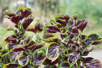 Close up from a eatable plant the red amaranthus, also named chinese spinach or klaroen growing in the Netherlands
