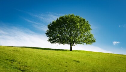 Fototapeta premium solitary tree on a grassy hill