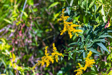 Flower of Solidago commonly called goldenrods comes from North America including Mexico native to South America and Eurasia