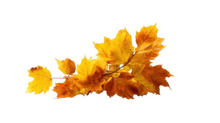 Autumn leaves on black background