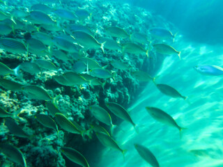 Dark blue ocean surface seen from underwater. Abstract waves underwater and rays of sunlight shining through, Sun light rays undersea deep, Underwater background with sea bottom, Mediterranean sea.