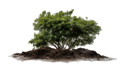 Lush green tree in rich soil