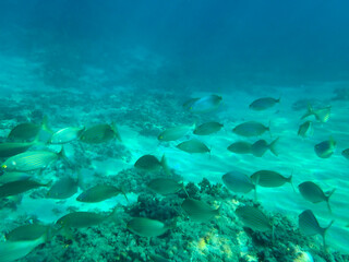 Dark blue ocean surface seen from underwater. Abstract waves underwater and rays of sunlight shining through, Sun light rays undersea deep, Underwater background with sea bottom, Mediterranean sea.