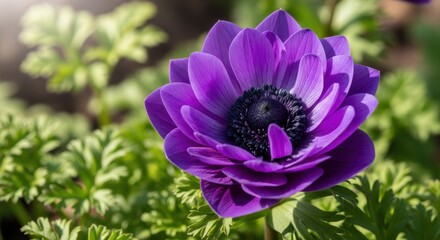 Obraz premium Radiant Purple Anemone Flower Blossoming in Natural Garden Setting