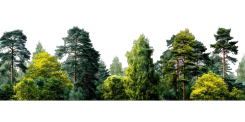 Lush forest canopy stretching across a horizontal plane