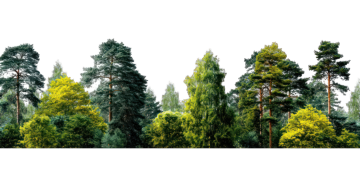 Lush forest canopy stretching across a horizontal plane