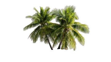 Tropical palm trees against a dark background. Lush green fronds and trunks