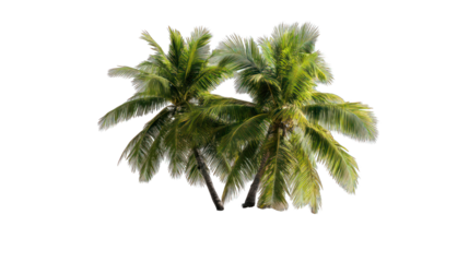 Tropical palm trees against a dark background. Lush green fronds and trunks