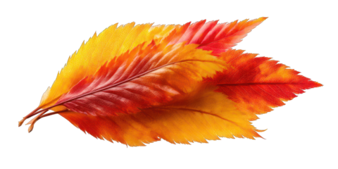 Autumn leaf, vibrant colors (1)
