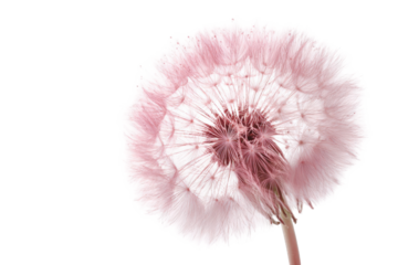 Detailed close-up of a pale pink flower