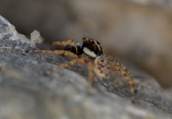 Jumping Spider Hiding on a Stone, Macro Photography