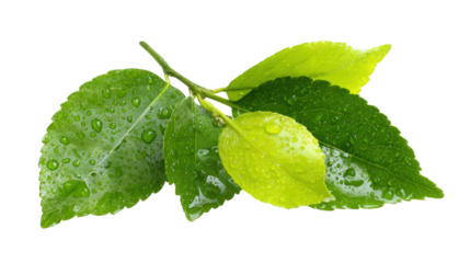 Close-up of wet leaves