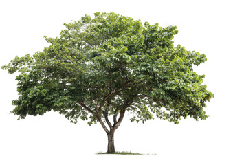 Obraz premium Lush green tree against black background (8)