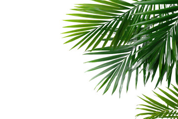Naklejka premium Close-up of vibrant green palm fronds against a black background (2)