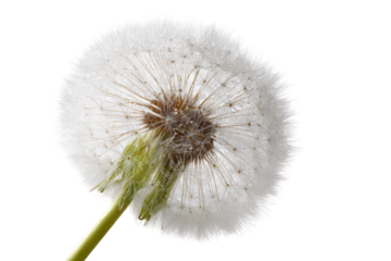 Close-up of a dandelion seed head (35)