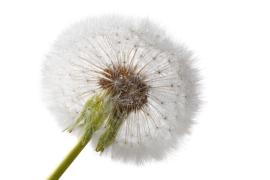 Close-up of a dandelion seed head (35)