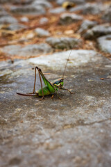 Green grasshopper on a stone close-up