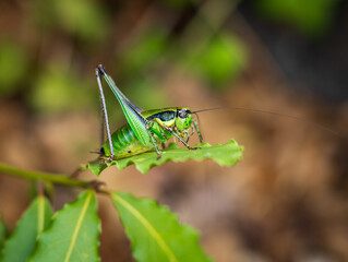 Green grasshopper on a branch close-up