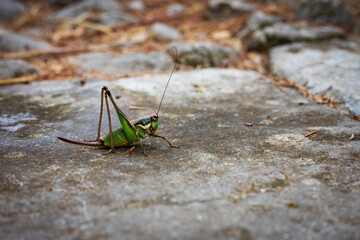 Green grasshopper on a stone close-up