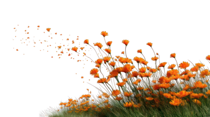 Orange flowers in a field, blowing in the wind