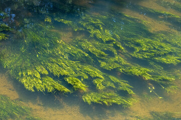 aquatic grass flowing in river