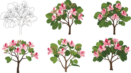 Beautiful pink blooming bauhinia trees vector illustration set with floral spring design, decorative botanical artwork, and seasonal garden nature elements