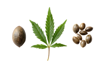 Marijuana seed and leaf graphic