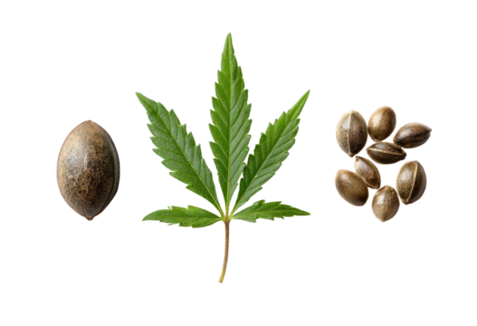 Marijuana seed and leaf graphic