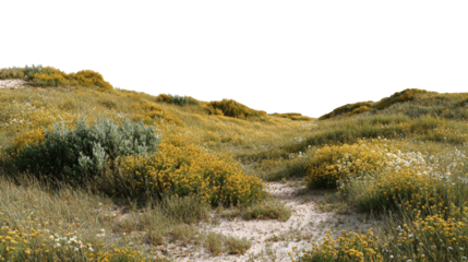 A meadow landscape with rolling hills of wildflowers and grasses