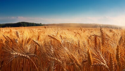 wheat field symbolizes abundance and rewards of hard work inspiring a sense of gratitude and reflecting cyclical nature of planting and harvesting