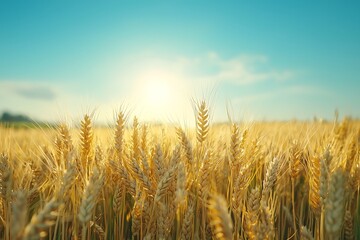 Fototapeta premium Golden wheat field glowing sunset high resolution picture