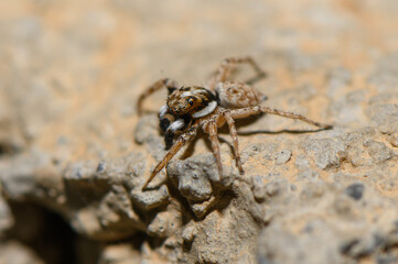 Jumping Spider Resting on Sunlit Rock Cyprus