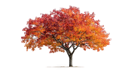 Autumn tree in vibrant hues