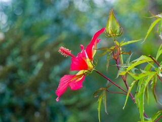 (Hibiscus coccineus) Scarlet rosemallow producing large crimson red flat flower adorned with protruding creamy-white stamens atop dark pink stem and palmately divided ans pointed green leaves