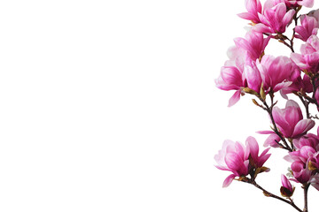 Pink magnolia blossoms against a black background
