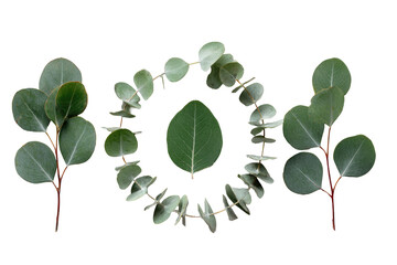 Eucalyptus leaves arranged in a circular frame around a central leaf, set against a black background