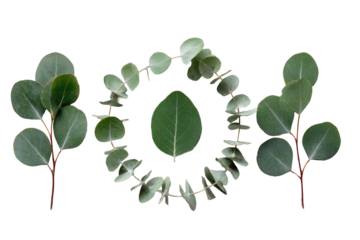 Eucalyptus leaves arranged in a circular frame around a central leaf, set against a black background