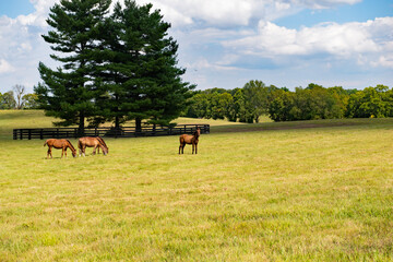 Horse on a Kentucky horse farm
